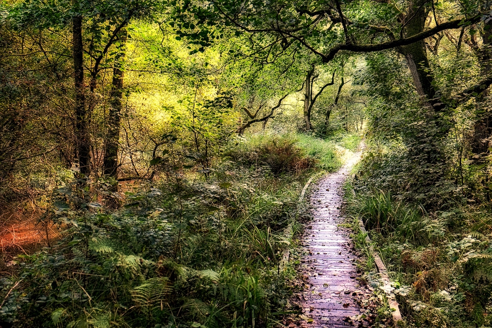 Un paseo marítimo a través de los bosques del Valle de la Forja