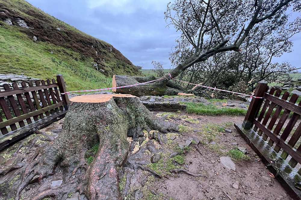The Sycamore Gap tree shortly after it was felled