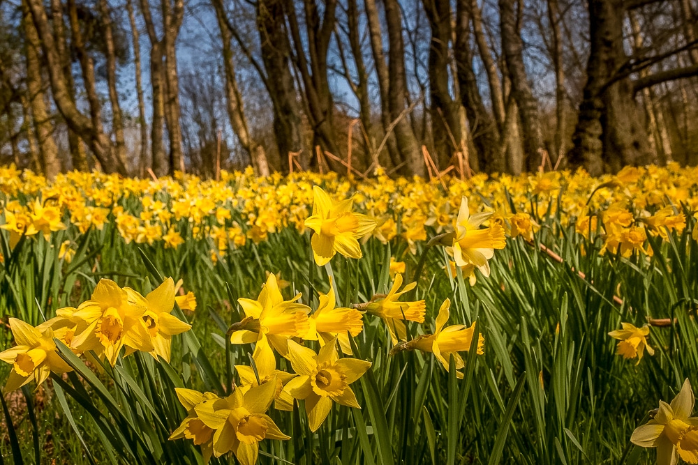 Daffodils in Farndale, one of the best hikes in the North York Moors National Park