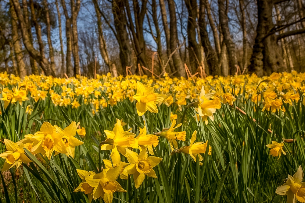 Daffodils en Farndale, una de las mejores caminatas en el Parque Nacional Moors de North York