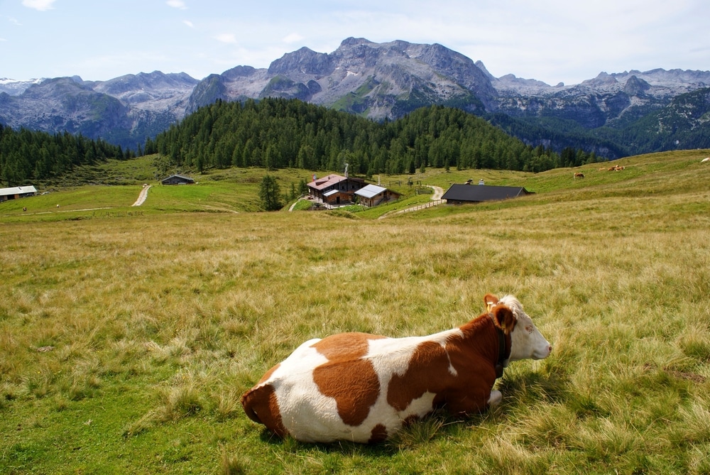 Una vaca descansa frente a la cabaña de Gotzenalm 