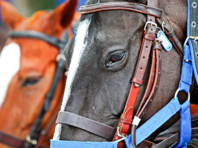 Hanging up my hat: why I've chosen to quit horse riding