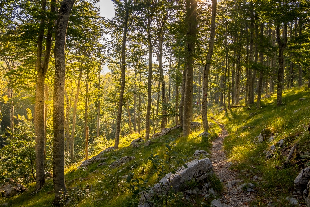 Temprano en la mañana en el bosque en el Highlander Velebit