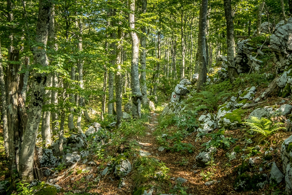 Entrando en el bosque por primera vez en Highlander Velebit 