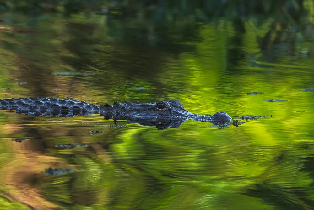 Un caimán nadando en Bayou Coquille