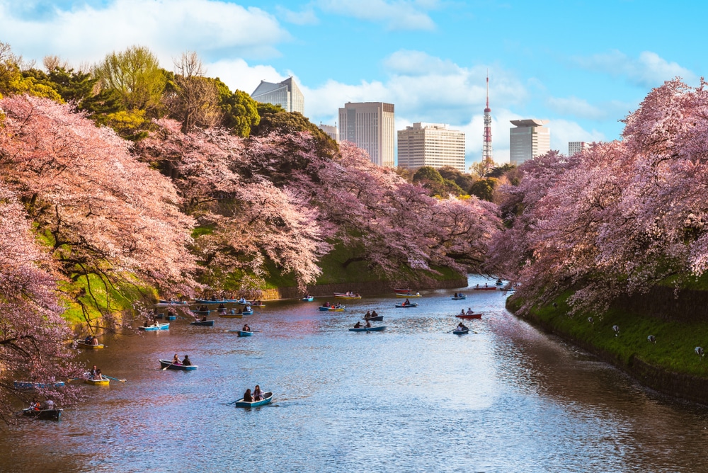 Tokyo city during the blossom