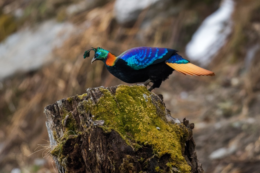 Himalayan Monal pheasant could be seen on one of the best unknown treks in Asia