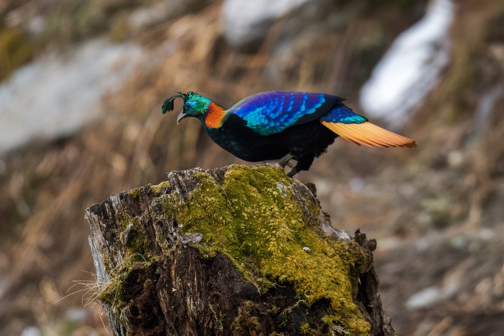 El faisán del Himalaya Monal se podía ver en una de las mejores caminatas desconocidas de Asia