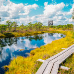 Boardwalks through Ķemeri