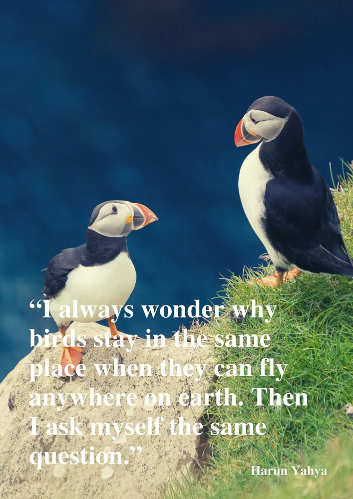 Puffins rest on a rock