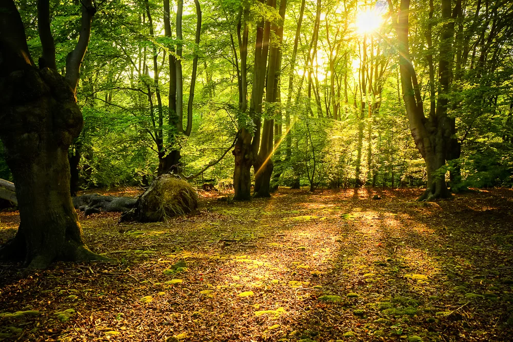 El Bosque de Epping es uno de los senderos más populares de Inglaterra.