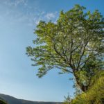 Best trees in Britain: The Survivor Tree in the Southern Uplands of Scotland