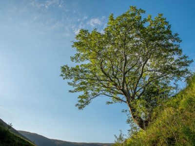 Best trees in Britain: The Survivor Tree in the Southern Uplands of Scotland