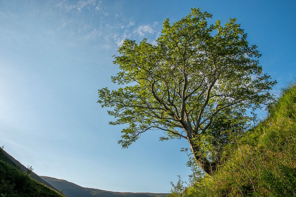 Best trees in Britain: The Survivor Tree in the Southern Uplands of Scotland