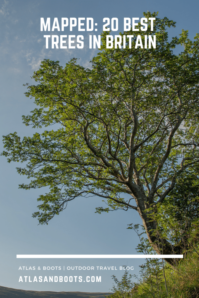 pin: best trees in britain