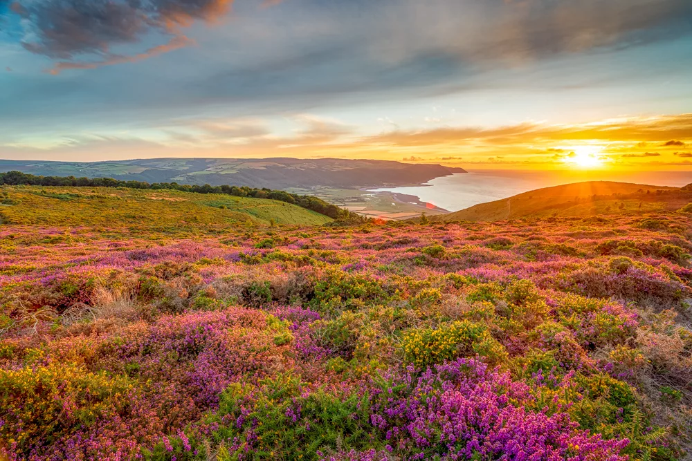 Porlock Bay and heather in Exmoor