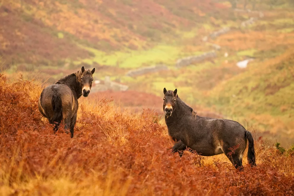 Wild ponies on Exmoor 