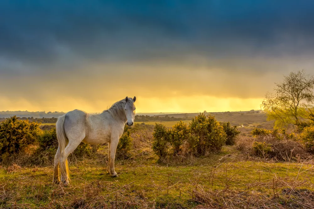 best hikes in New Forest national park lead image