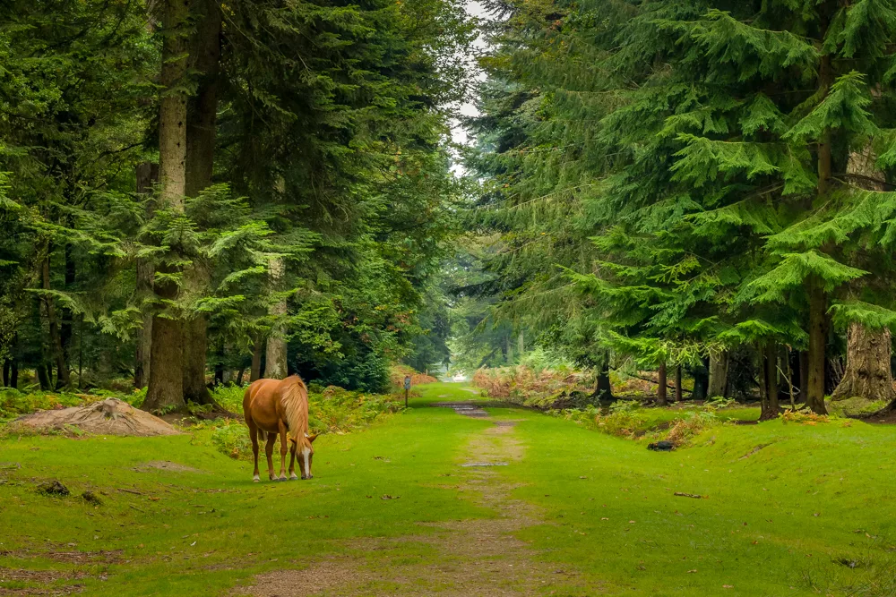 A New Forest pony near Acres Down 