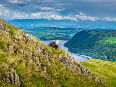 A sheep looks at the camera during the Coast to Coast Walk