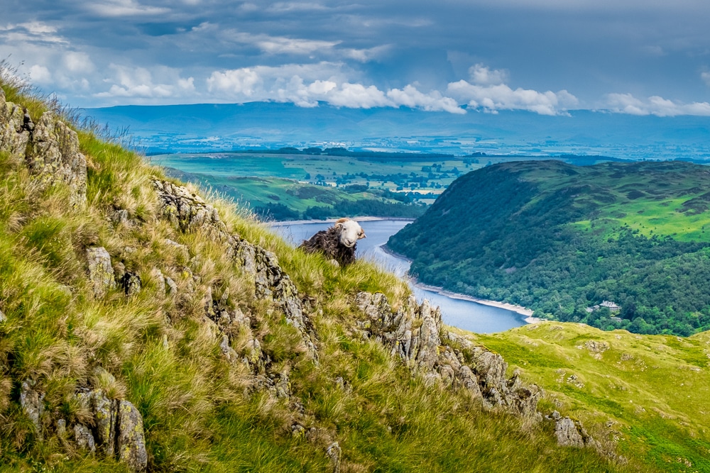 A sheep looks at the camera during the Coast to Coast Walk