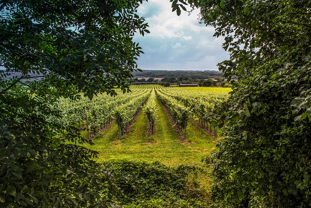 Biddenden Vineyards in Kent