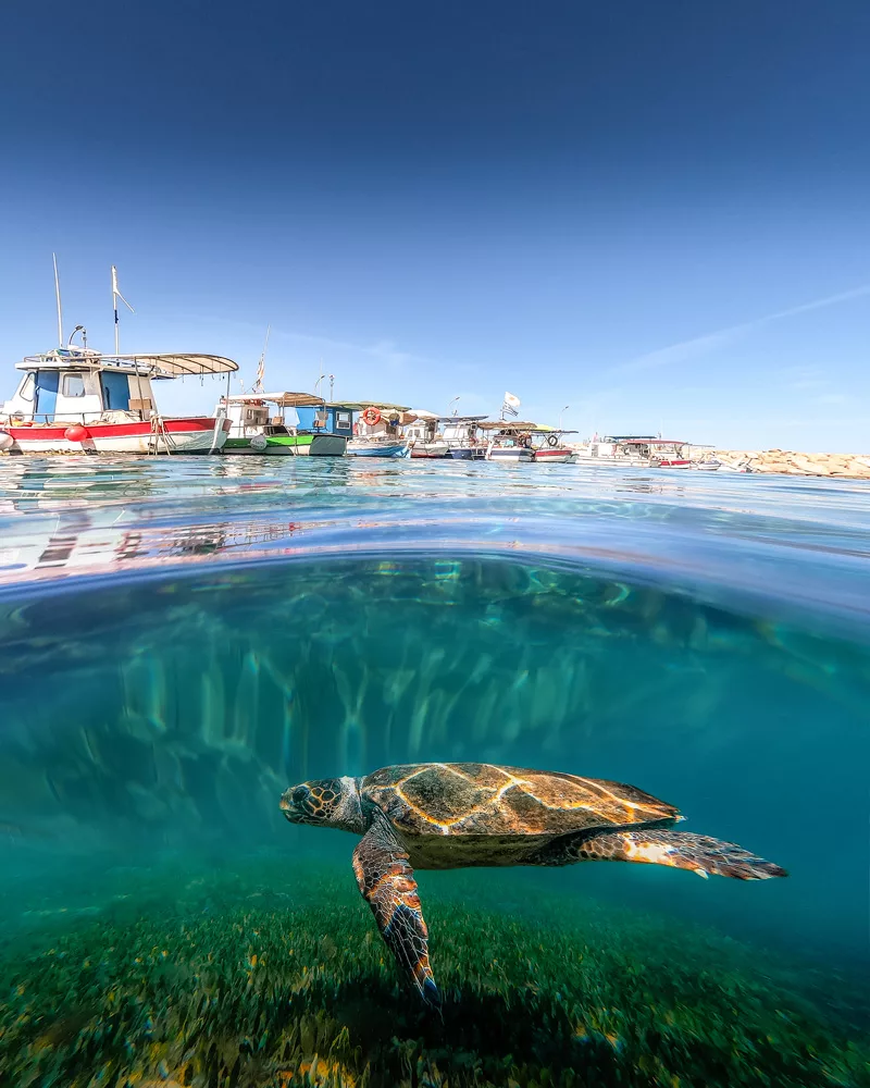 A turtle pictured beneath the water while diving in Cyprus