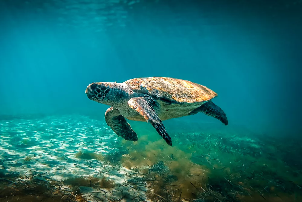 A friendly turtle visits us on our dive in Cyprus