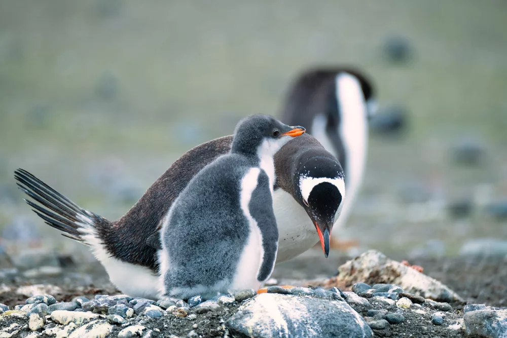 As cute as they may be, please don't touch the penguins