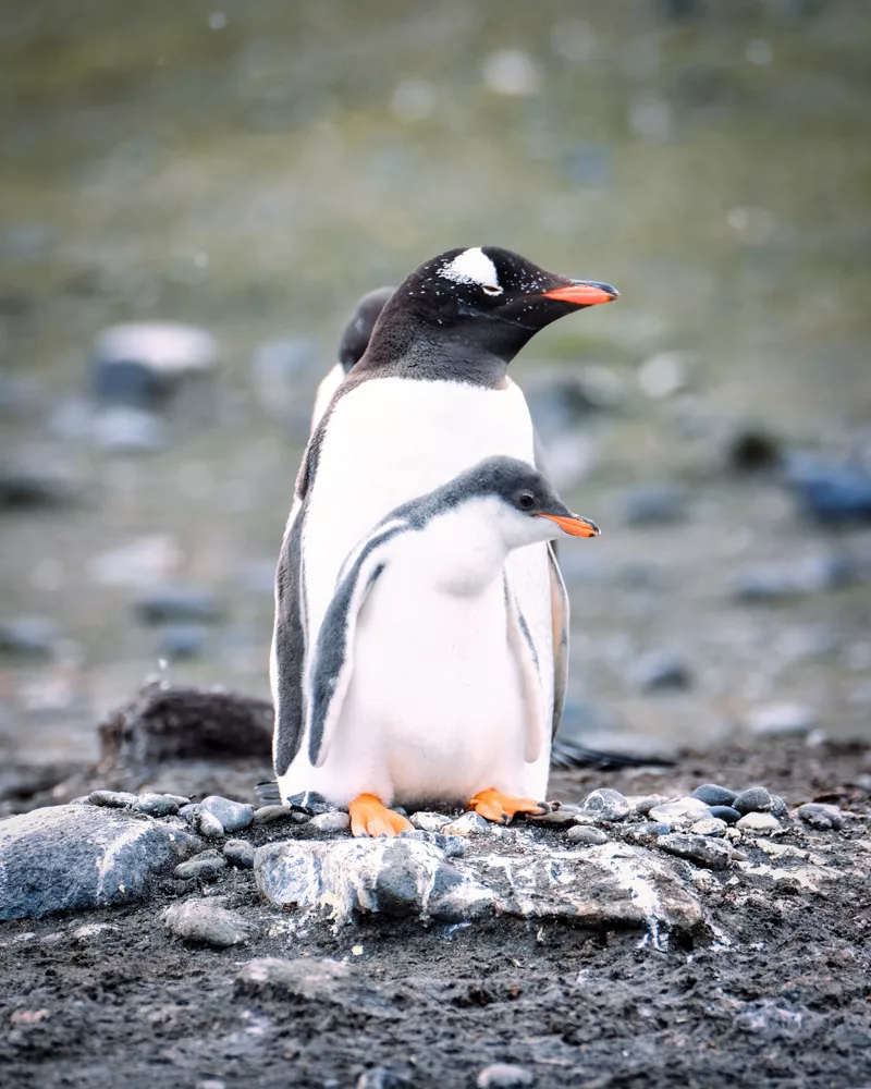 is antarctica worth it: yes if you'd like to see penguin chicks