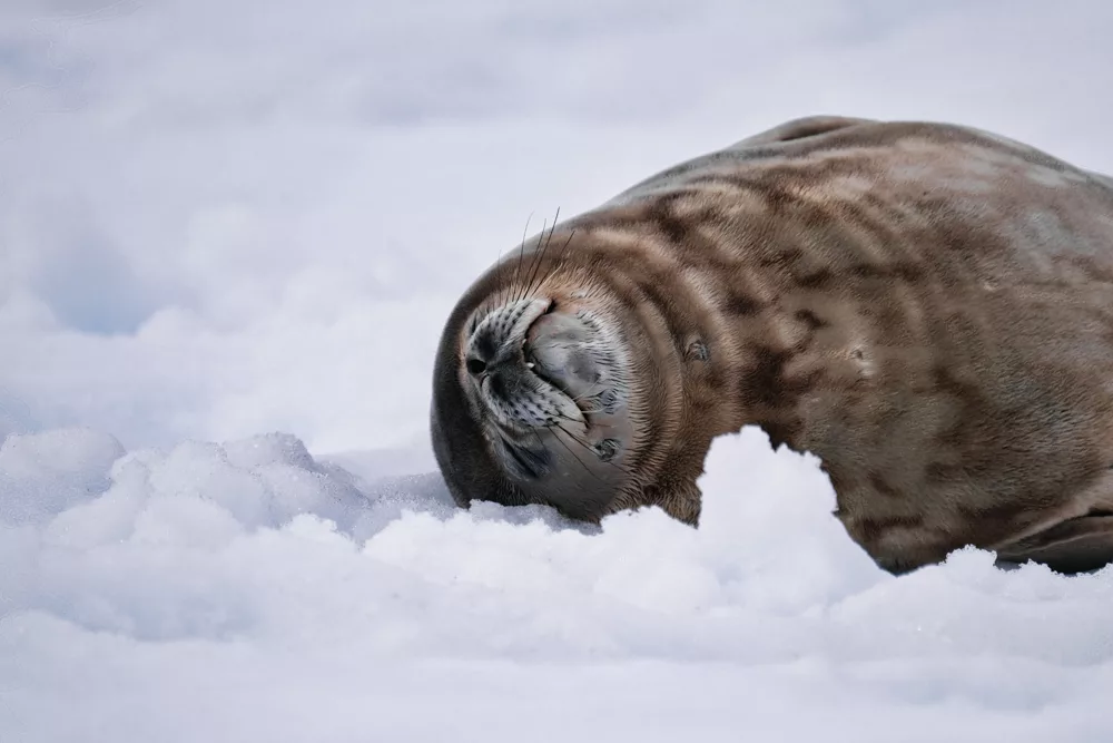 A close up of a reclining leopard seal