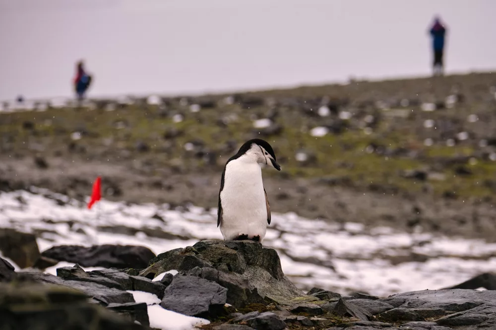 Chinstrap penguins are a great reason to visit Antarctica