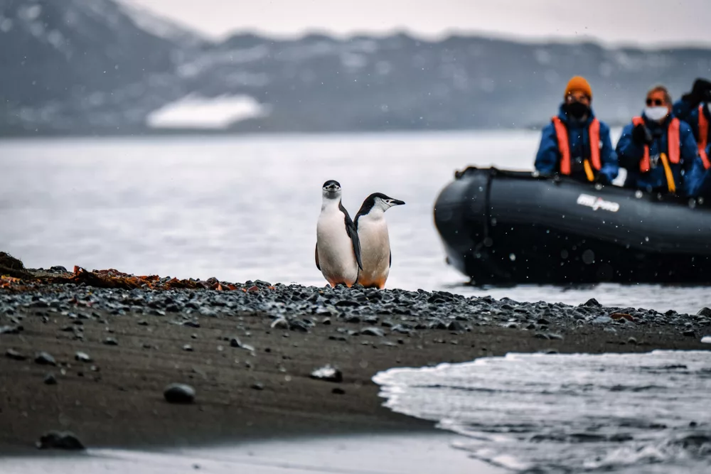 Chinstrap penguins are a great reason to visit Antarctica