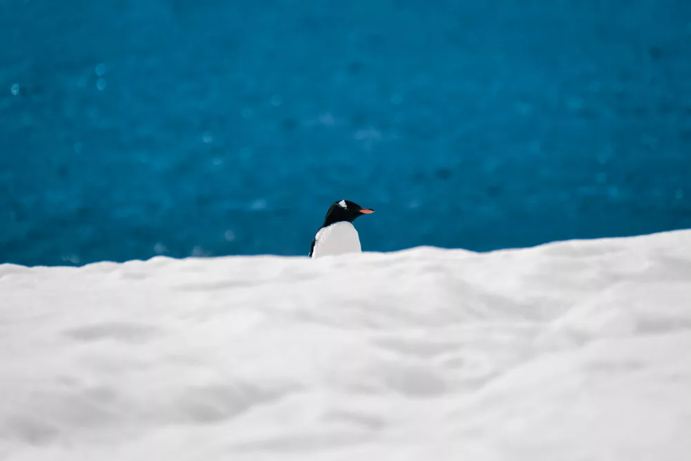 Gentoo penguins – one of the reasons to visit Antarctica