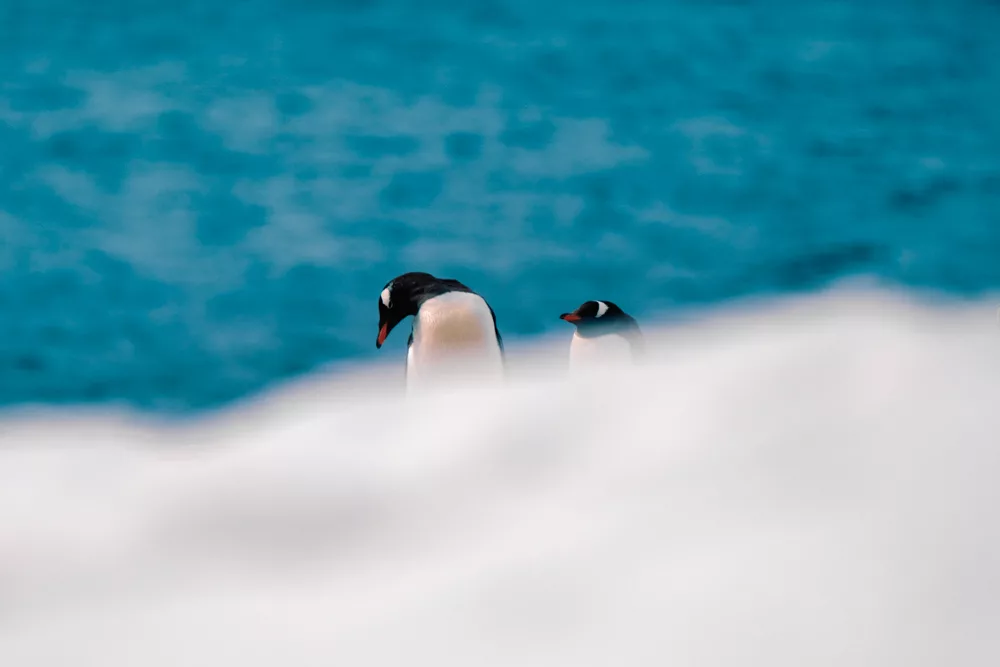 A photograph of a gentoo penguin in Antarctica