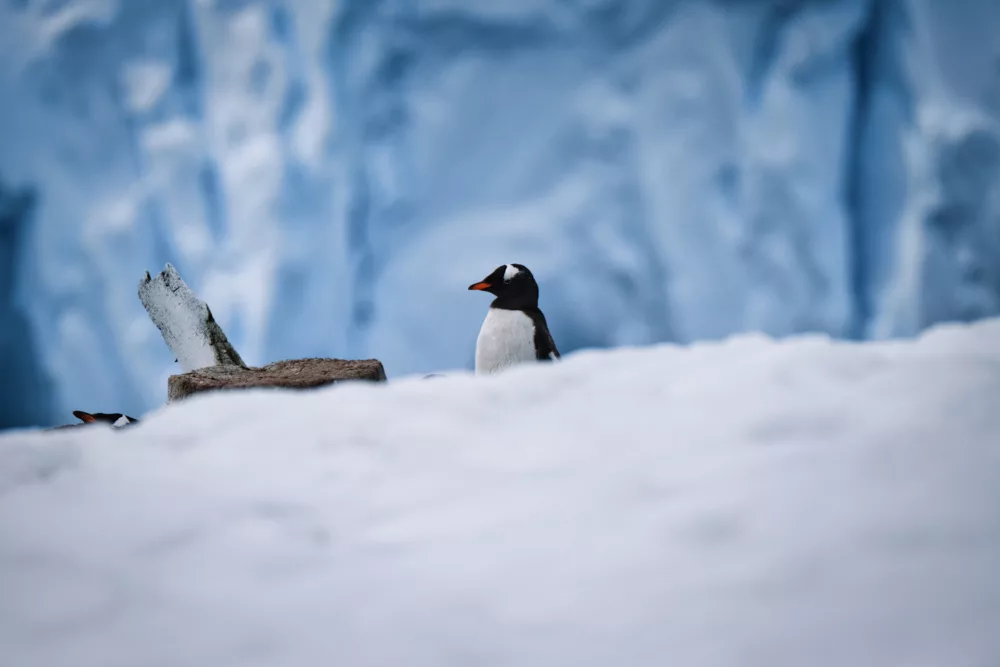 Gentoo penguins – one of the reasons to visit Antarctica