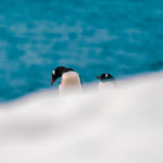 A photograph of a gentoo penguin in Antarctica