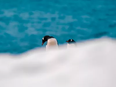 A photograph of a gentoo penguin in Antarctica