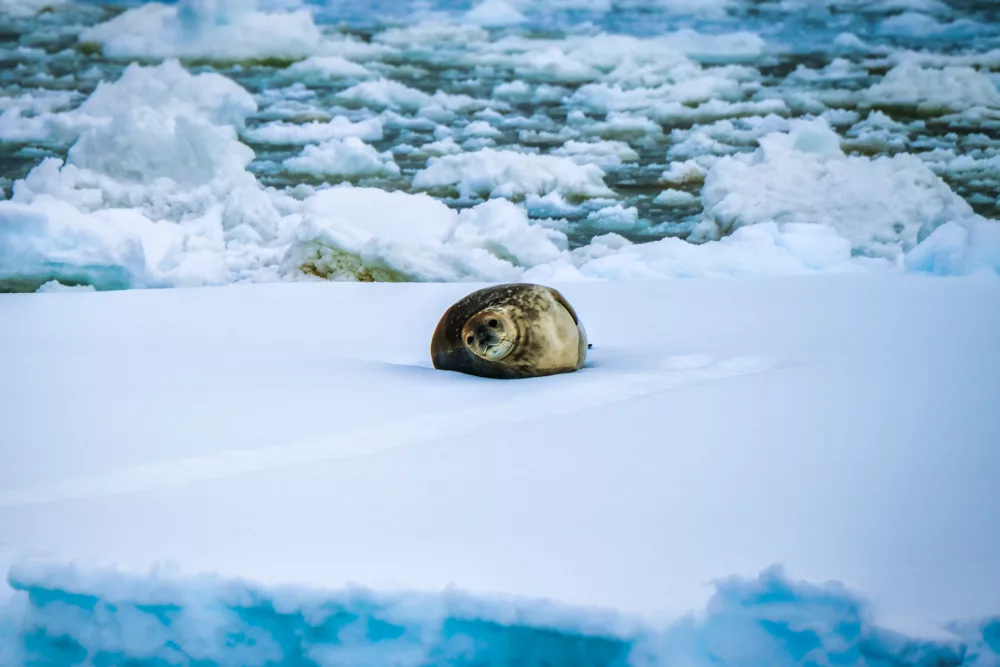 A leopard seal stretches out on a floe