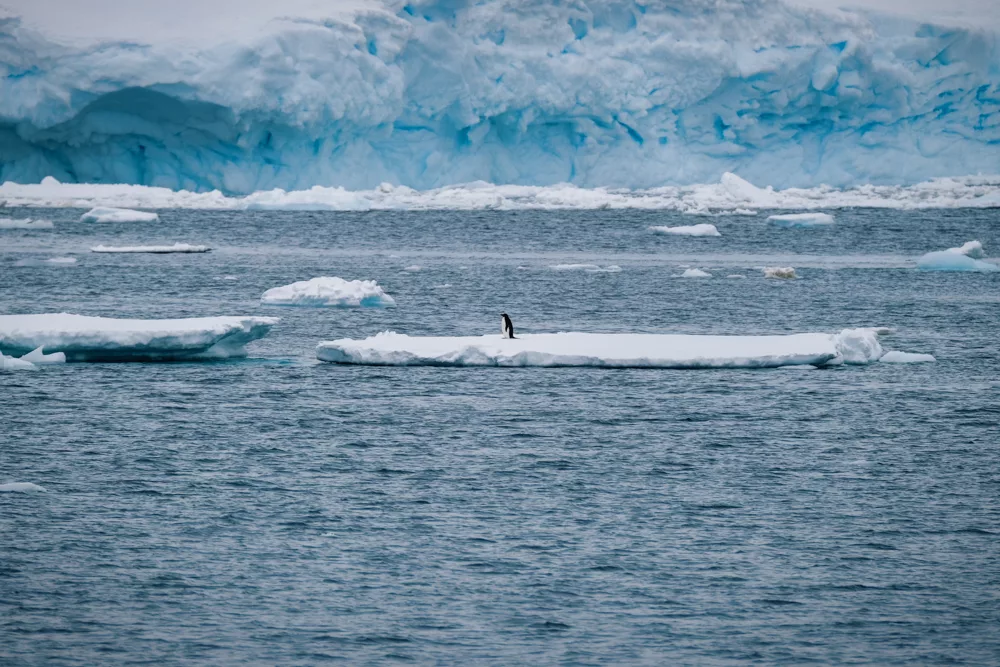 A lone Adélie sits on an ice floe – one of the reasons to visit Antarctica