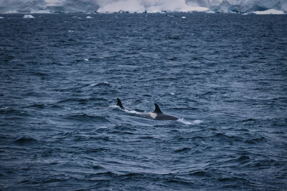 Orca whales are a great reason to visit Antarctica 