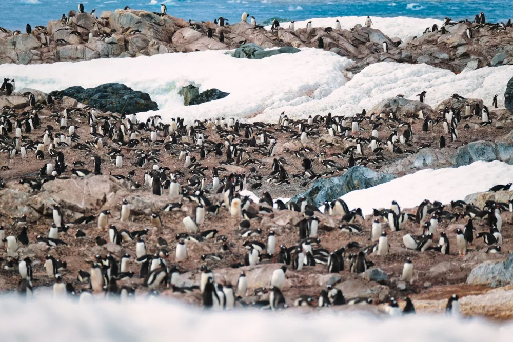 Hundreds of gentoo penguins on a rocky patch
