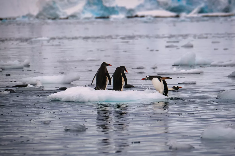 penguins playing on ice floes