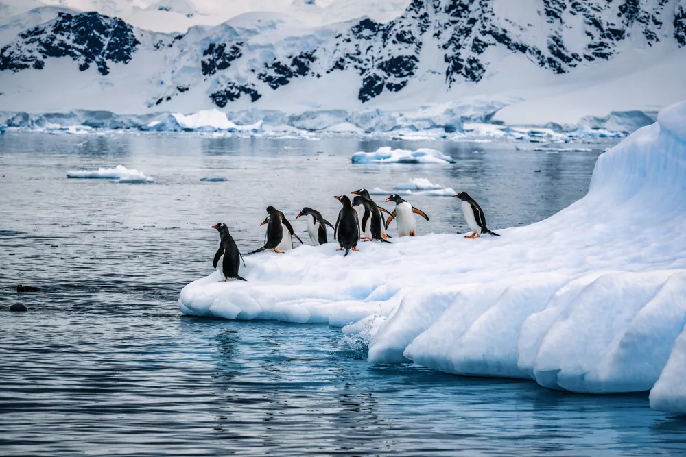 Penguins in Antarctica: is antarctica worth it