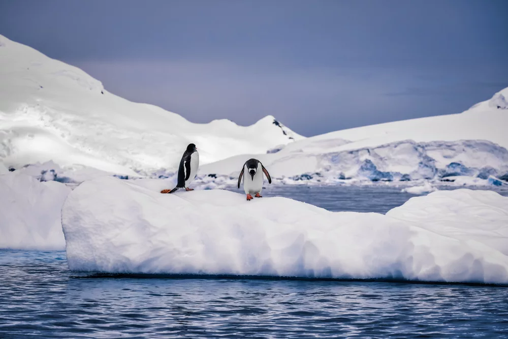 penguins on ice in Antarctica feature in our books list