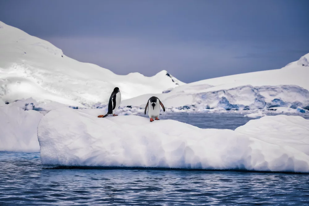 antarctica cruise worth it