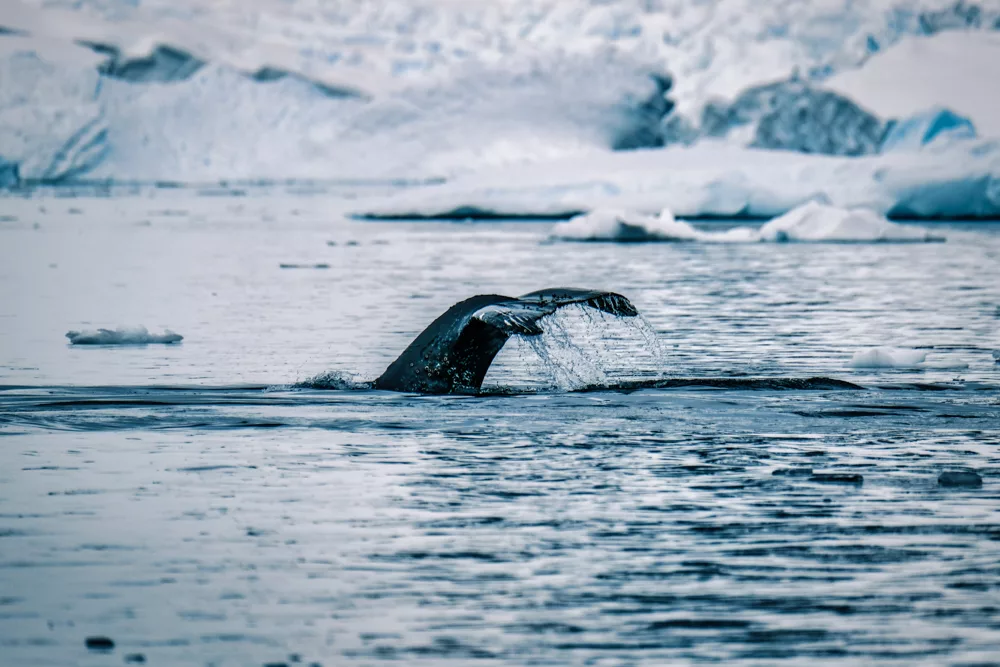 Humpback whales are a great reason to visit Antarctica 