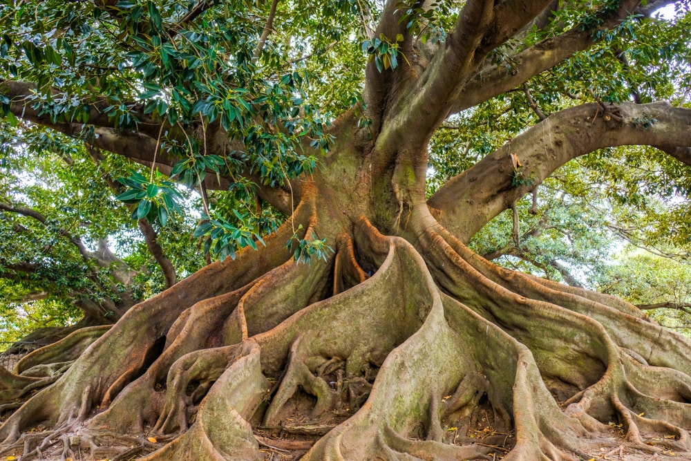 The wide fluted trunk of the rubber tree