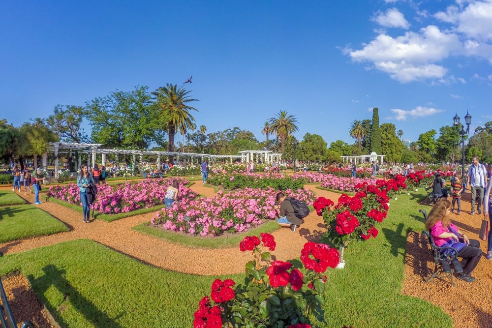 Roses in Tres de Febrero, one of the Best parks in Buenos Aires