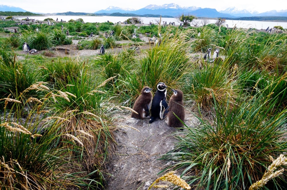 Isla Martillo allows visitors to walk among penguins